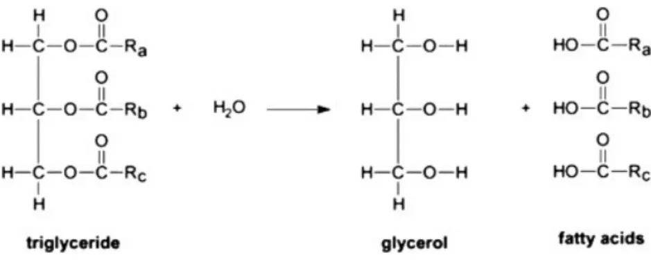 Illustration 6 : Décomposition des triglycérides : détail de leur formule chimique Source : https://www.sciencedirect.com/science/article/pii/S0960148113005843 