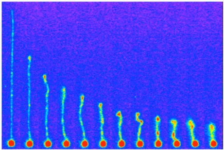Figure 1.3: Snapshots of single DNA molecule relaxing to a coiled state. In this experiment, a latex bead is tethered to an end of the molecule