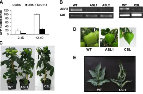 Figure 2. Altered phenotypes of SlARF4 down-regulated plants. A, SlARF4 protein represses in vivo the activity of the synthetic promoter DR5
