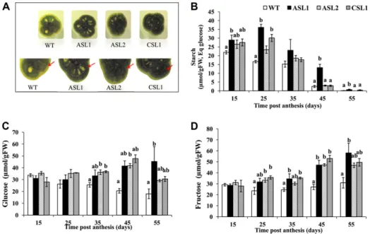 Figure 4. A, Starch content evaluated by Lugol staining in wild-type and SlARF4 down-regulated 35-d-old fruits.