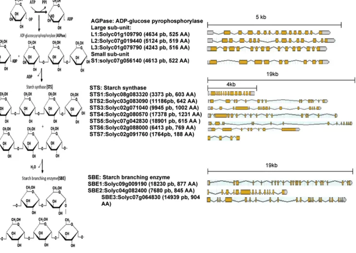 Figure 5. Gene structure of the different enzymes involved in the biosynthesis of starch in tomato fruit