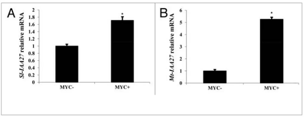 Figure 1. accumulation of Sl-IAA27 (A) and Mt-IAA27 (B) transcripts in uninoculated roots (mYC-)  and in mycorrhized roots (mYC+) of 12-week-old tomato plants and 8-week-old Medicago  trun-catula plants, respectively