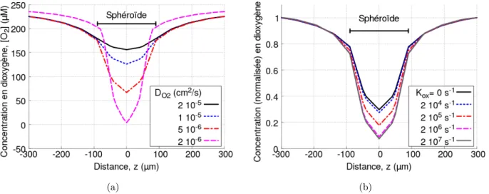 Figure 2.8 – Simulation numérique de la concentration en dioxygène dans des sphé- sphé-roïdes en fonction des paramètres D O2 (coefficient de diffusion du dioxygène, en cm 2 /s) et K ox