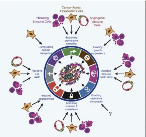 Figure 16: Contributions multi-factorielles des cellules activées et  recrutées du micro-environnement tumoral [22] 