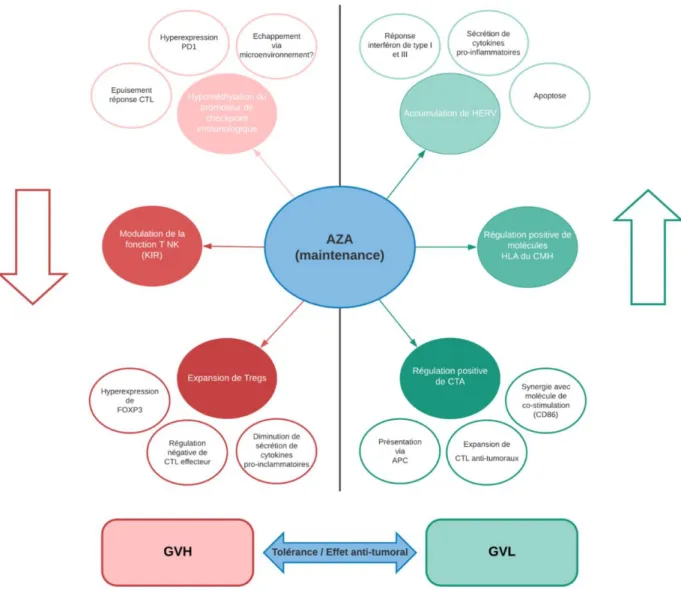 Figure 7 : Mécanismes d’action de l’AZA en post-greffe sur la GVL et GVH 