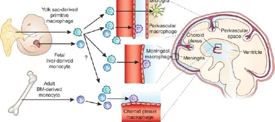 Figure  8:  Origine  et  localisation  de  cellules  microgliales  et  des  macrophages  du  SNC