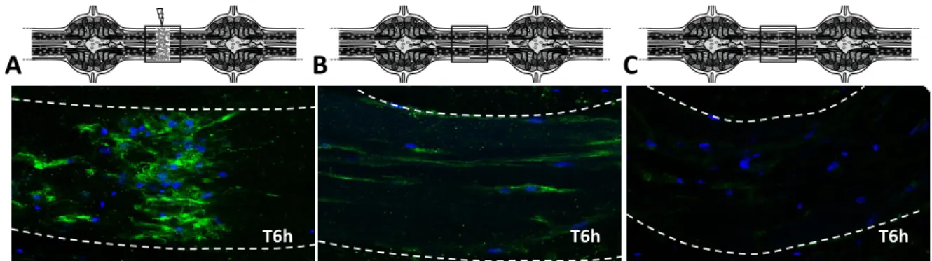 Figure 11: Immunodétection du  marqueur microglial  Iba1 dans des fragments de SNC. (A) Immunodétection par  marquage fluorescent et sous microscopie confocale révélant l’accumulation microgliale au point de lésion 6 heures  après la blessure