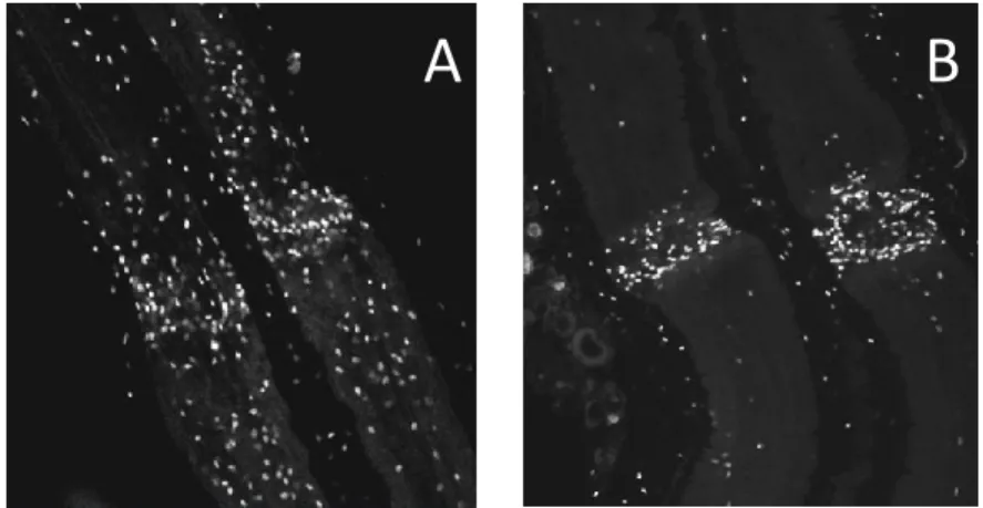 Figure  13:  Observation  de  l'accumulation  des  cellules  microgliales  à  partir  d'un  segment  de  connectifs  après  lésion