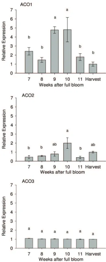 Fig. 4. Gene expression analysis of VvACO1, VvACO2 and VvACO3 during berry devel- devel-opment of “Thompson Seedless” grape