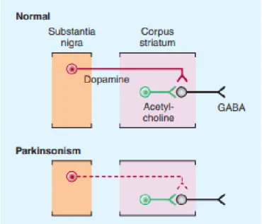 Figure I.2 Déséquilibre dopamine/acétylcholine (28). 