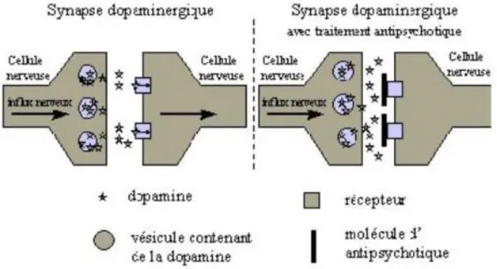 Figure II.1 Mécanisme d’action des neuroleptiques classiques (42). 