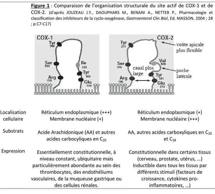 Figure  1 :  Comparaison de  l’organisation  structurale  du  site  actif  de  COX-1  et de  COX-2