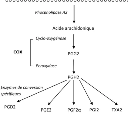 Figure 2 : Mécanisme de synthèse des prostanoïdes par la voie des COX 