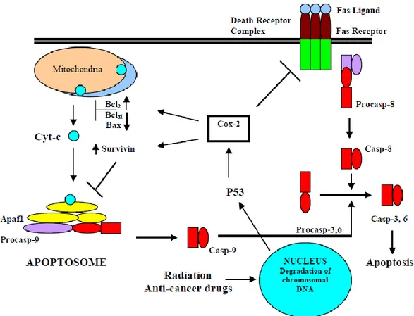 Figure 8 : Rôle de COX-2 dans l’inhibition de l’apoptose et mécanismes en jeu  (d’après KHAN  Z., KHAN N., TIWARI R.P., SAH N.K., PRASAD GBKS, BISEN P.S.,  Biology of COX-2 : An application in  cancer  therapeutics,  Current  Drug  Targets,  2011,  12,  p 