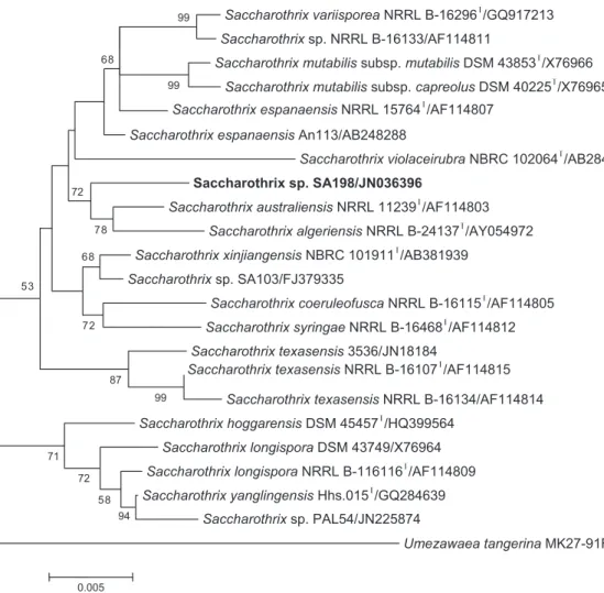 Fig. 2. Maximum-likelihood tree based on 16S rRNA gene sequence showing the relations between strain SA198 and type species of the genus Saccharothrix