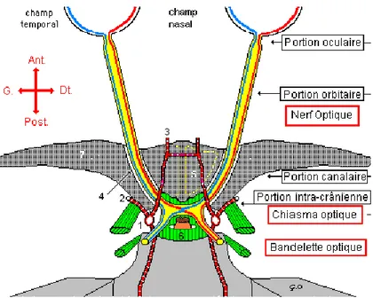 Figure 2 : Segmentation du nerf optique   (D’après le site anatomie-humaine.com) 