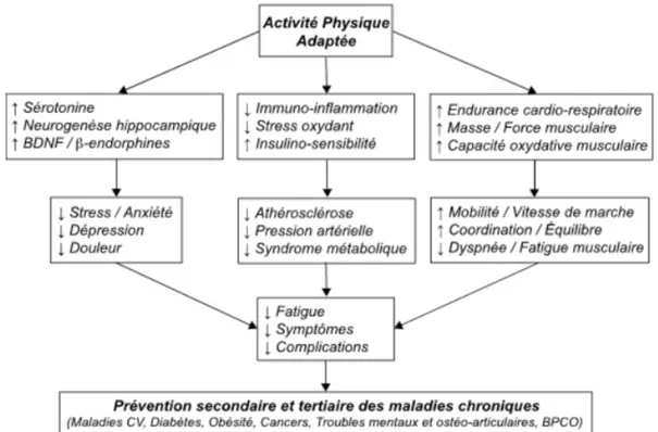 Figure 8 - Schéma intégratif des effets bénéfiques de l’activité physique dans les maladies chroniques  d’après l’Expertise collective Inserm (43)  