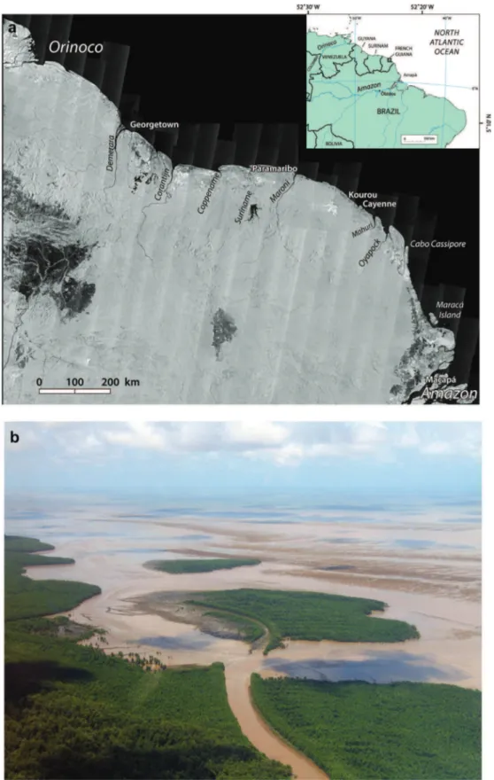 Fig. 1. (a) A 2006 JERS-1 satellite image of the muddy AmazoneOrinoco coast, the world’s longest muddy coast
