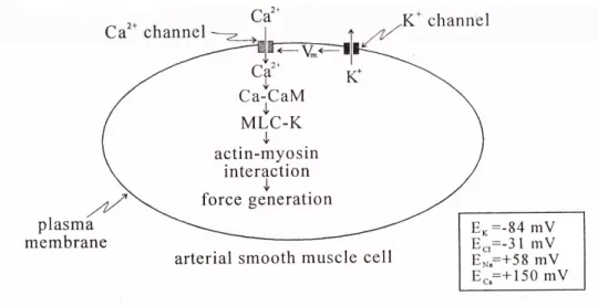 Figure 8: Rôle du potentiel de membrane dans la régulation du tonus musculaire artériel 