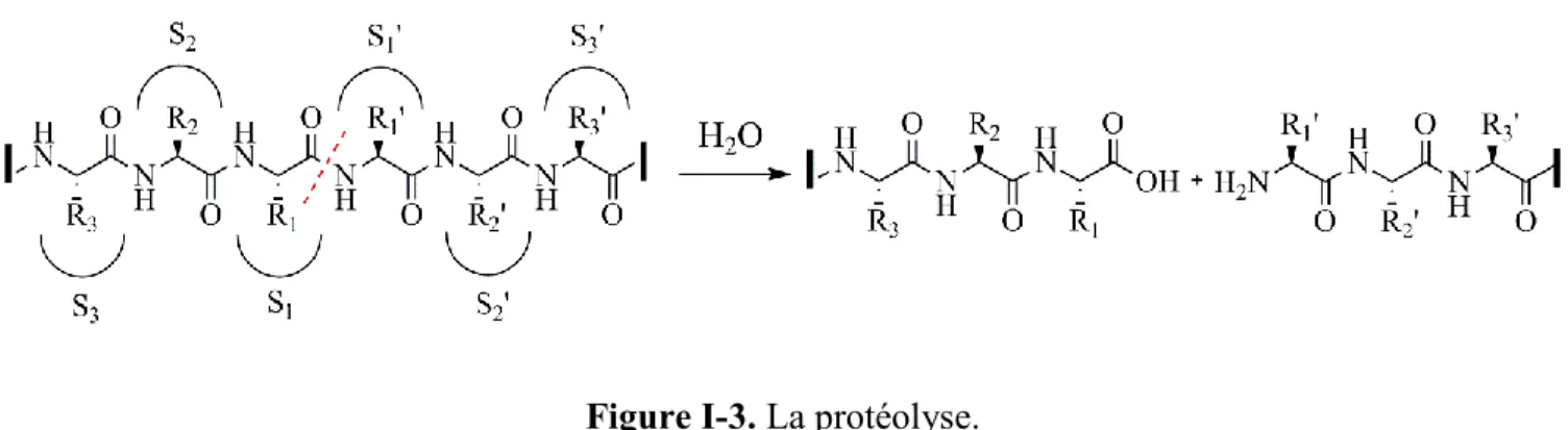 Figure I-3. La protéolyse. 