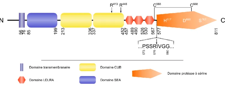Figure I-9. Structure de la matriptase-2. Les nombres représentent les limites des différents domaines