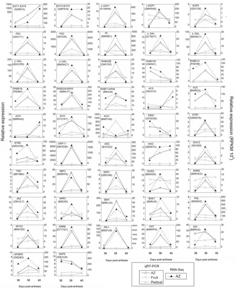 Figure 10. Confirmation of gene-expression patterns up or downregulated during melon MFA