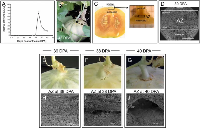 Figure 1. Ethylene production and anatomical observation of the fruit AZ of Charentais melon ( C