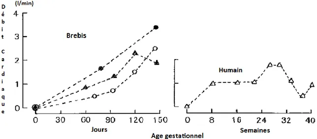 Figure 36 : Principaux changements dans le débit cardiaque lors de la gestation  chez la brebis et chez la femme (54) 