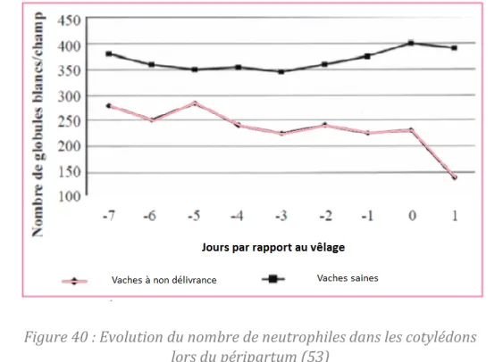 Figure 40 : Evolution du nombre de neutrophiles dans les cotylédons   lors du péripartum (53) 