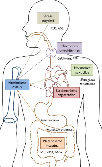 Figure  8 :  Interactions  entre  le  métabolisme  osseux  et  d’autres métabolismes du corps