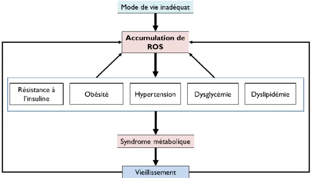Figure 9 : Représentation schématique des relations existant entre la production de ROS, le syndrome  métabolique et le vieillissement
