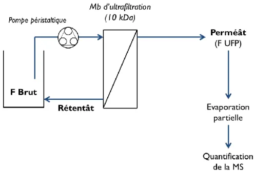 Figure  26 :  Représentation  schématique  du  traitement  d’ultrafiltration  réalisé  sur  les  fermentâts bruts.