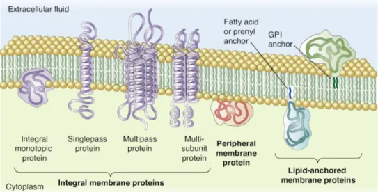 Figure 3.2.: Cell membrane and three classes of membrane proteins. From Plopper (2014).