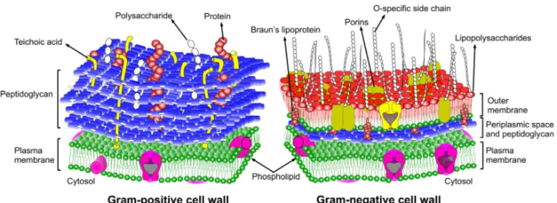 Figure 3.4.: Cell envelope of Gram-positive (left) and Gram-negative (right) bacteria
