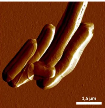Figure 3.7.: AFM deflection error image of Mycobacterium bovis BCG my- my-cobacteria. Courtesy of V