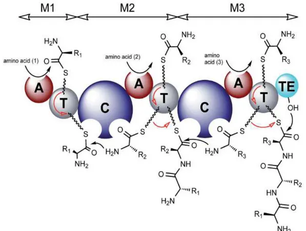 Figure  6.  Modèle  de  biosynthèse  des  NRPS  (Winn  et  al.,  2016).  Le  domaine  d’adénylation annoté  A,  le  domaine  de  condensation  annoté  C,  le  domaine  de  thiolation  annoté T et le domaine de thioestérase annoté TE