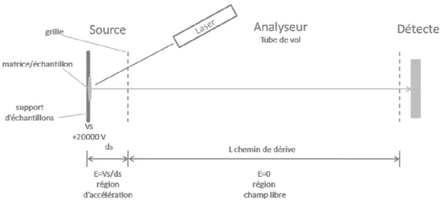 Figure 12. Illustration du principe d’un analyseur à temps de vol linéaire une source MALDI et un détecteur)