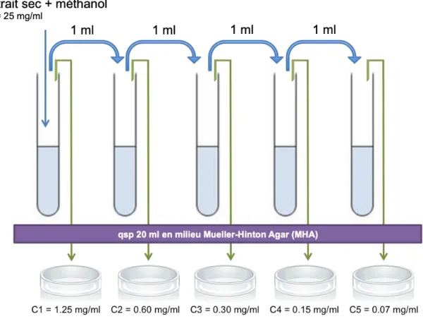 Figure 3 : Dilutions des extraits et préparation des boîtes de culture permettant  la mesure des CMI 