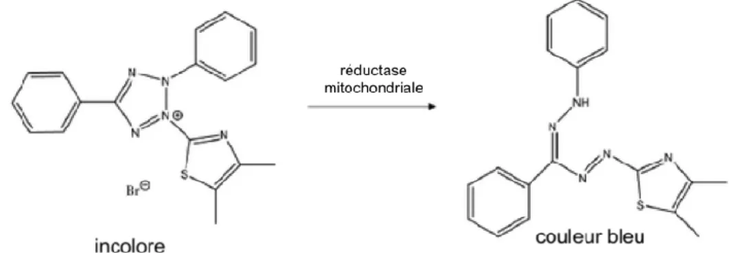 Figure 5 : Réduction du MTT en formazan par l’action des réductases  mitochondriales des cellules viables 