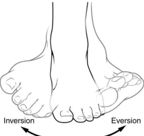 Figure 7 : Illustration de l’inversion et de l’éversion du pied 