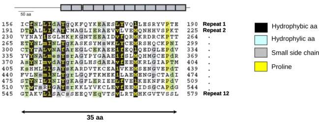 Figure 3 : Structure d’une protéine PPR 