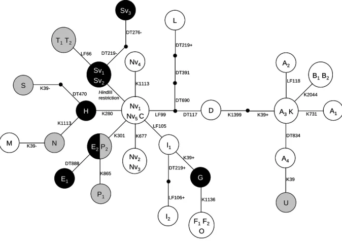 Figure 8: Réseau d’haplotypes chloroplastiques des différents types 