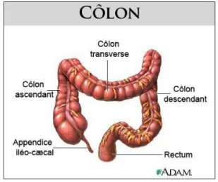 Figure 1 : Organisation du côlon   [1]  