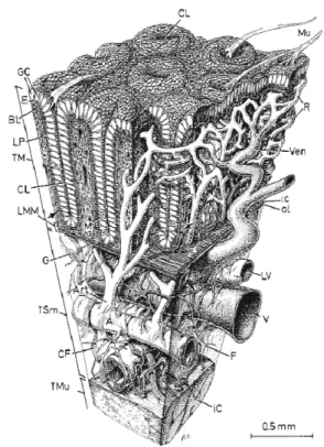 Figure 3 : La structure du côlon Figure 2 : Coupe histologique du côlon