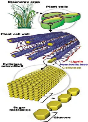 Figure 2.2 : Agencement des composés structuraux principaux d’une plante lignocellulosique  La cellulose (Figure 2.3) peut être transformée en glucose par hydrolyse, pouvant par la suite  être fermentés pour produire de l’éthanol de deuxième génération  [L