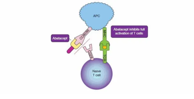 Figure 4. Mécanisme d’action de l’ABA [17]. 