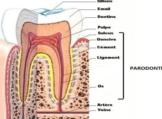 Figure 5 : Coupe axiale d’une molaire et du parodonte [39] 