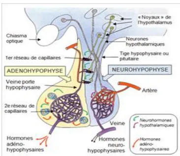 Figure 6 : Le système hypothalamo-hypophysaire