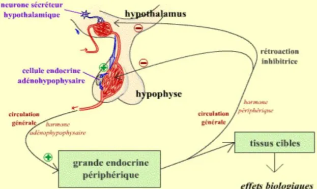 Figure 7 : Rétrocontrôle négatif du système hypothalamo – hypophysaire 