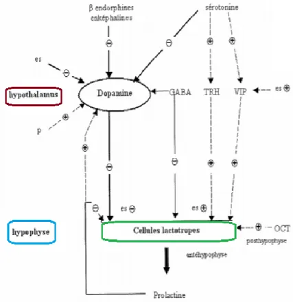 Figure 12 : Rythme de la sécrétion de la prolactine 